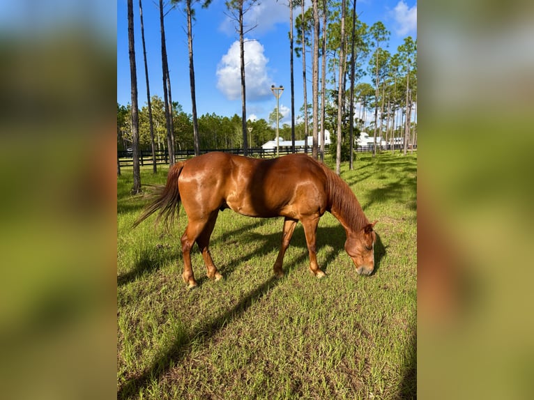 American Quarter Horse Gelding 11 years 15 hh Chestnut in Santa Rosa Beach