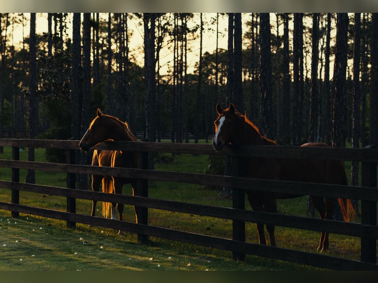 American Quarter Horse Gelding 11 years 15 hh Chestnut in Santa Rosa Beach