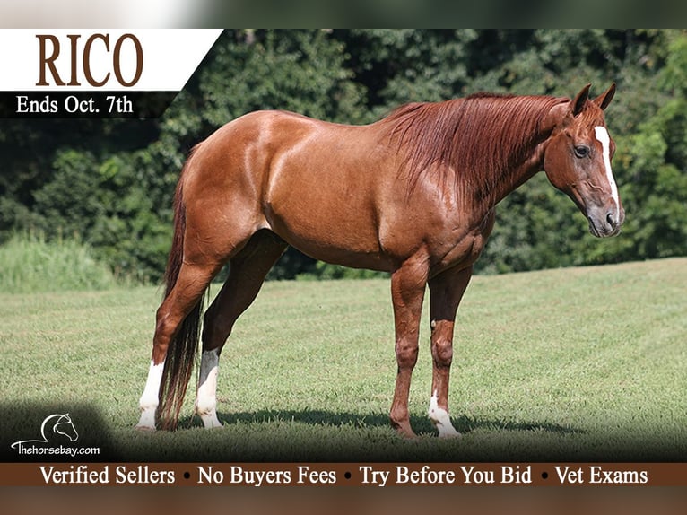 American Quarter Horse Gelding 11 years 15 hh Chestnut in Parkers Lake, KY