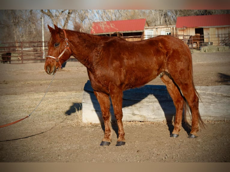 American Quarter Horse Gelding 11 years 15 hh Chestnut in Fort Collins  CO