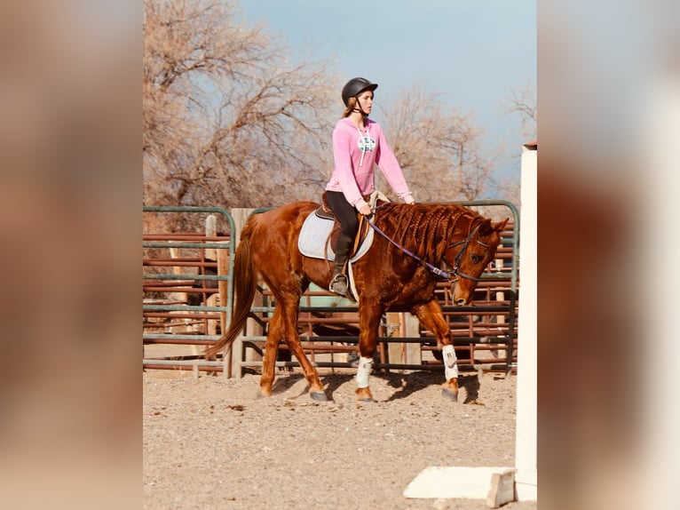 American Quarter Horse Gelding 11 years 15 hh Chestnut in Fort Collins  CO