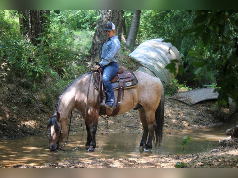 American Quarter Horse Gelding 11 years 15 hh Dun in Rusk TX