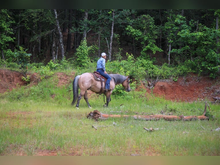 American Quarter Horse Gelding 11 years 15 hh Dun in Rusk TX