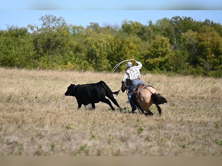 American Quarter Horse Gelding 11 years 15 hh Dun in Waco TX