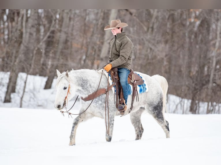 American Quarter Horse Gelding 11 years 15 hh Gray in Clayton, WI
