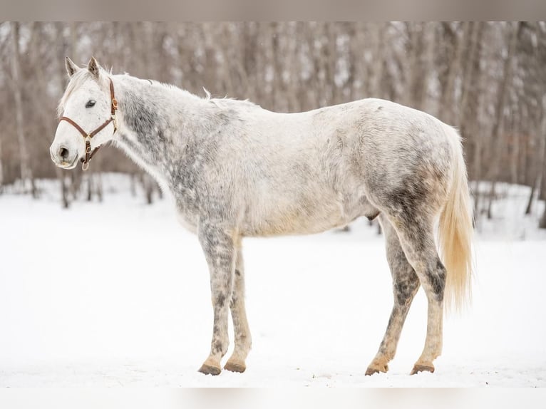 American Quarter Horse Gelding 11 years 15 hh Gray in Clayton, WI