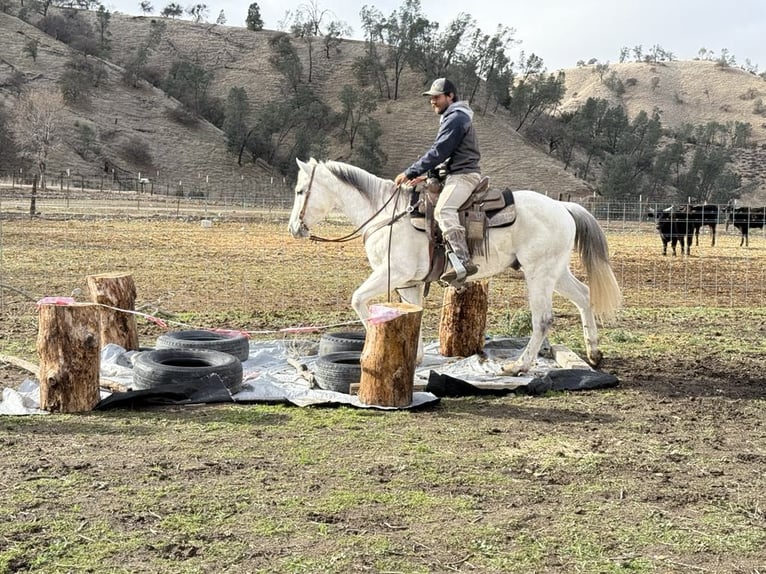 American Quarter Horse Gelding 11 years 15 hh Gray in Paicines CA