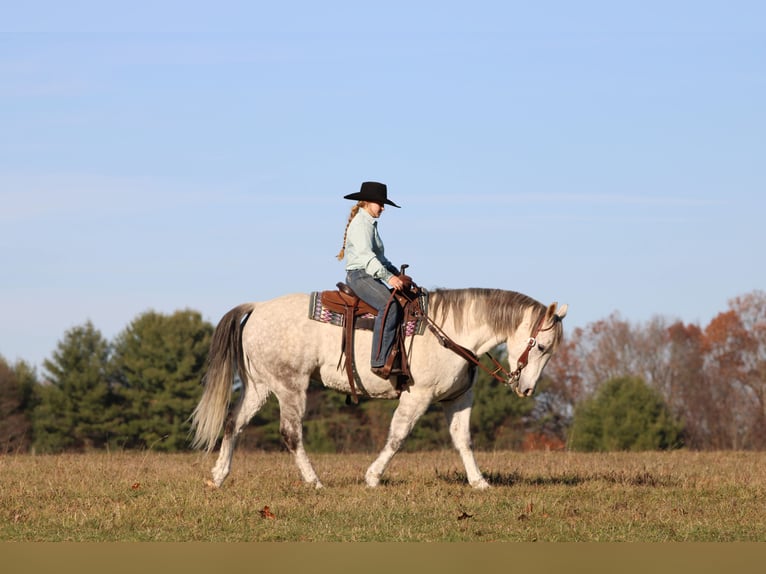 American Quarter Horse Gelding 11 years 15 hh Grey in Clarion