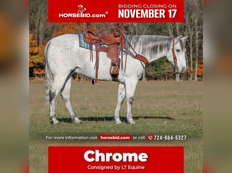 American Quarter Horse Gelding 11 years 15 hh Grey in Clarion