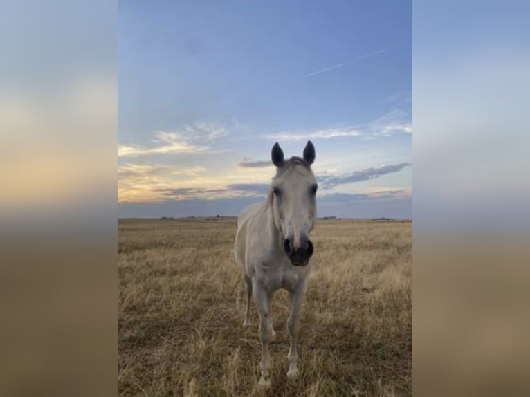 American Quarter Horse Gelding 11 years 15 hh Grey in Bennett