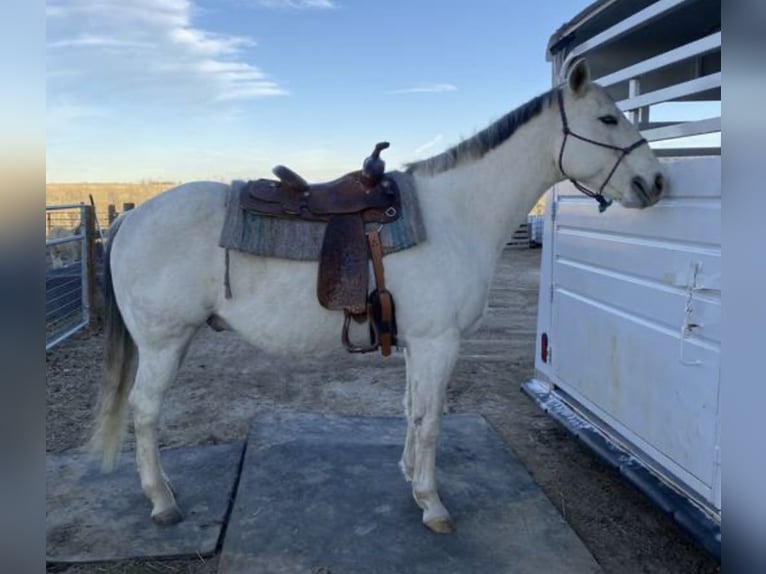American Quarter Horse Gelding 11 years 15 hh Grey in Bennett