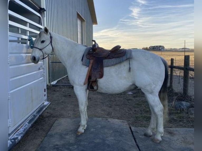 American Quarter Horse Gelding 11 years 15 hh Grey in Bennett