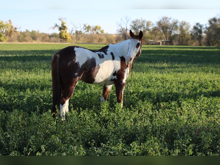 American Quarter Horse Gelding 11 years 15 hh Overo-all-colors in El Paso, TX