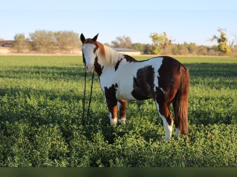 American Quarter Horse Gelding 11 years 15 hh Overo-all-colors in El Paso, TX