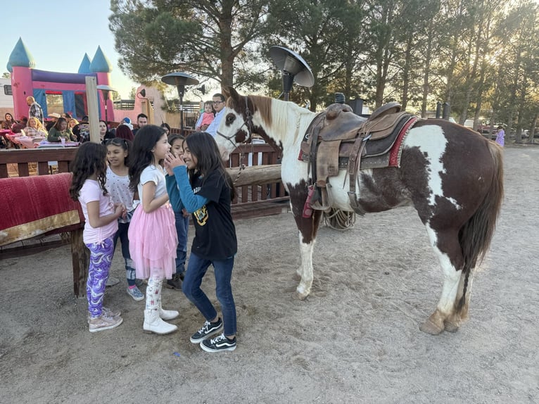 American Quarter Horse Gelding 11 years 15 hh Overo-all-colors in El Paso, TX