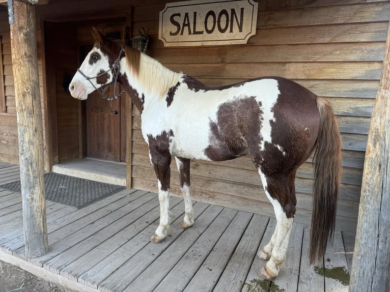 American Quarter Horse Gelding 11 years 15 hh Overo-all-colors in El Paso, TX