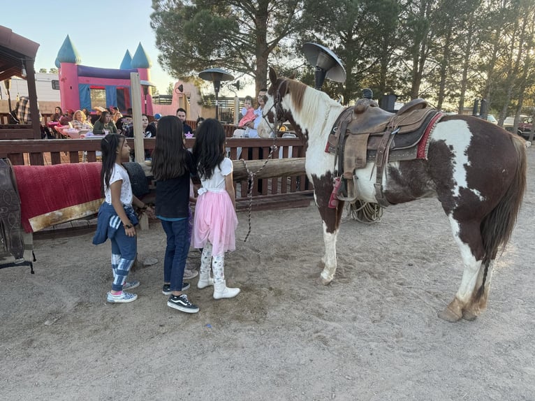 American Quarter Horse Gelding 11 years 15 hh Overo-all-colors in El Paso, TX