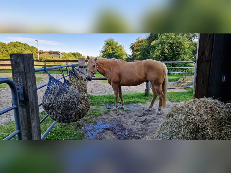 American Quarter Horse Gelding 11 years 15 hh Palomino in Lunestedt