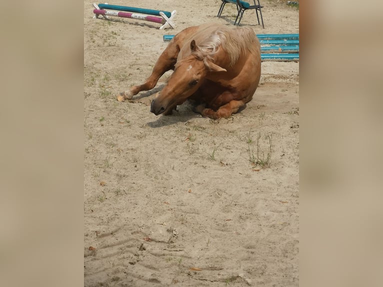 American Quarter Horse Gelding 11 years 15 hh Palomino in Lunestedt