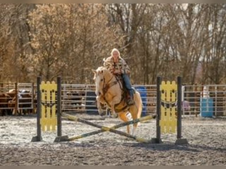 American Quarter Horse Gelding 11 years 15 hh Palomino in Pacific, MO
