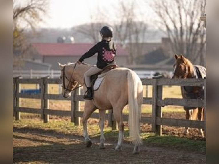 American Quarter Horse Gelding 11 years 15 hh Palomino in Pacific, MO