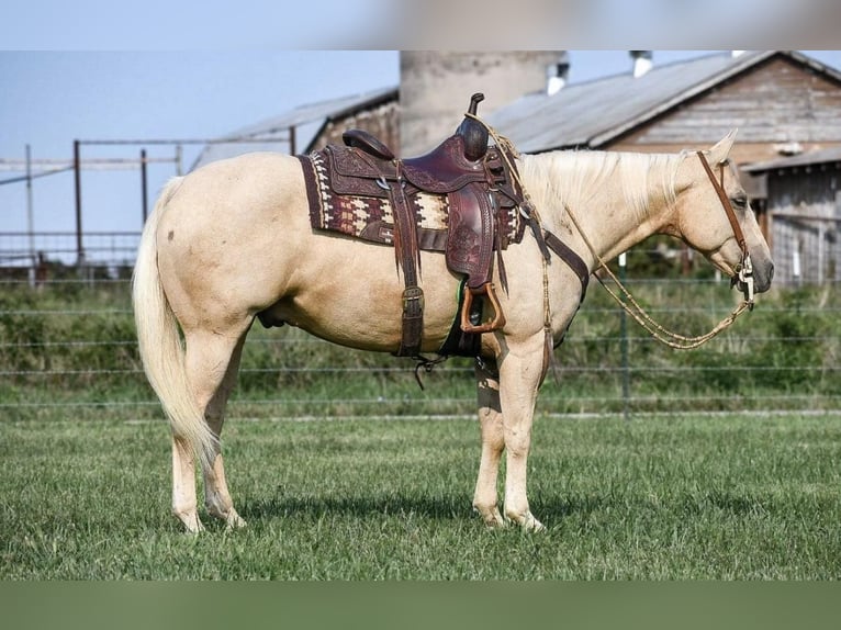 American Quarter Horse Gelding 11 years 15 hh Palomino in Buffalo, MO