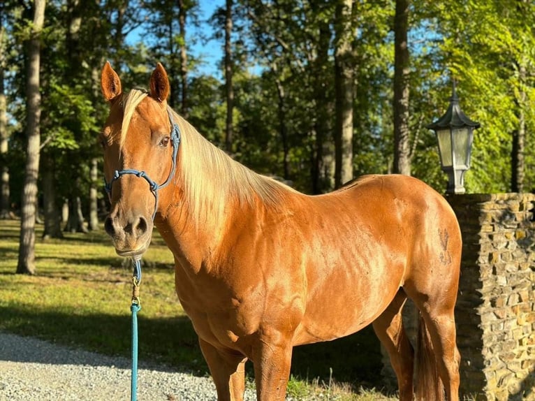 American Quarter Horse Gelding 11 years 15 hh Palomino in Muncie