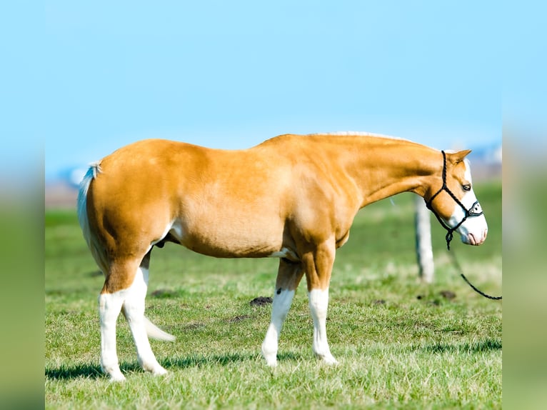 American Quarter Horse Gelding 11 years 15 hh Palomino in Joy