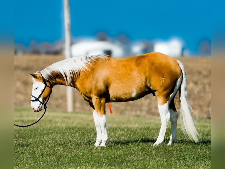 American Quarter Horse Gelding 11 years 15 hh Palomino in Joy