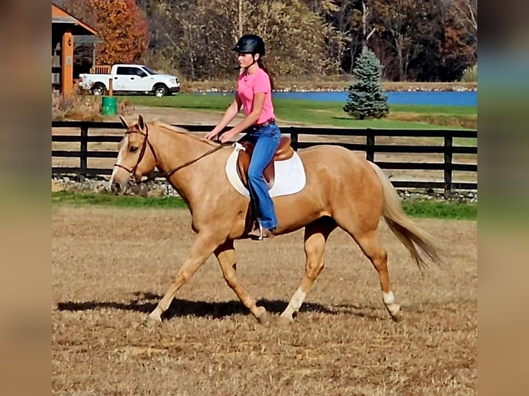 American Quarter Horse Gelding 11 years 15 hh Palomino in Robards