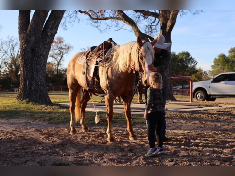 American Quarter Horse Gelding 11 years 15 hh Palomino in Grand Saline TX