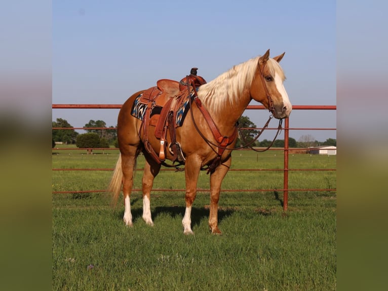 American Quarter Horse Gelding 11 years 15 hh Palomino in Grand Saline TX