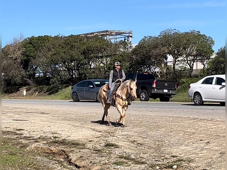 American Quarter Horse Gelding 11 years 15 hh Palomino in Paicines CA