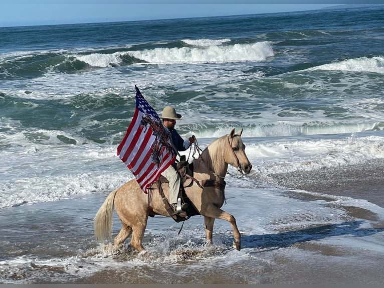 American Quarter Horse Gelding 11 years 15 hh Palomino in Paicines CA