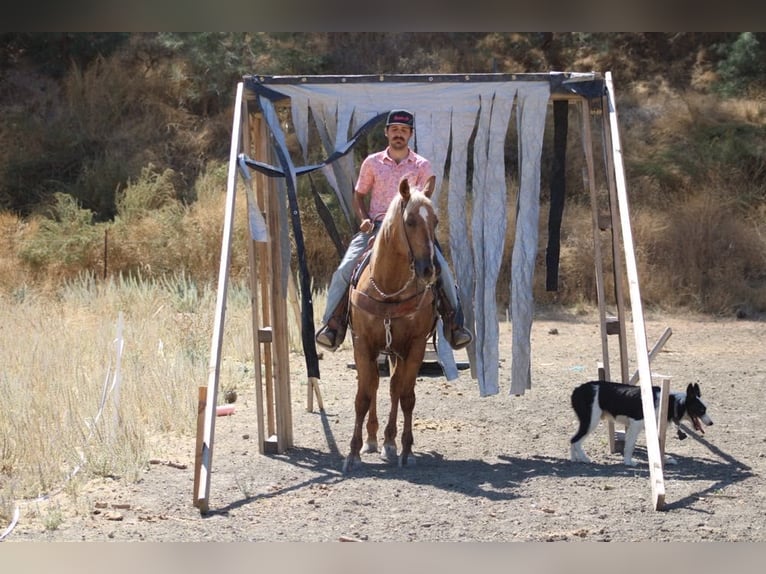 American Quarter Horse Gelding 11 years 15 hh Palomino in Paicines CA