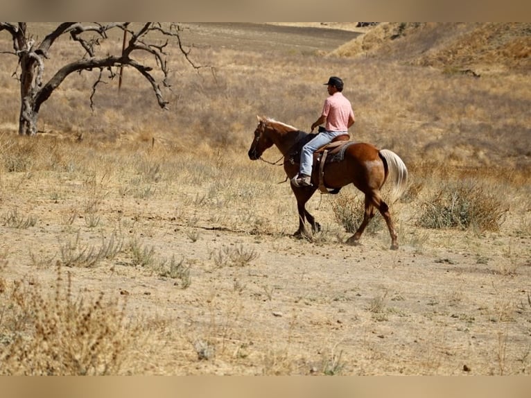 American Quarter Horse Gelding 11 years 15 hh Palomino in Paicines CA