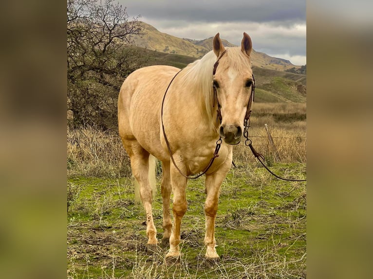 American Quarter Horse Gelding 11 years 15 hh Palomino in Paicines CA