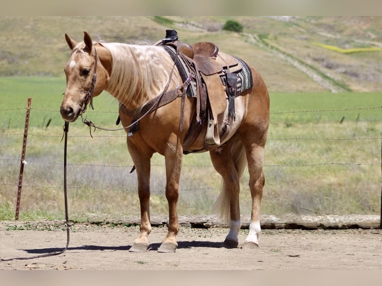 American Quarter Horse Gelding 11 years 15 hh Palomino in Paicines CA