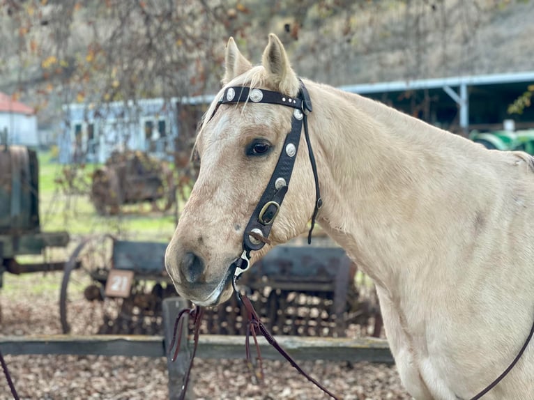 American Quarter Horse Gelding 11 years 15 hh Palomino in Paicines CA