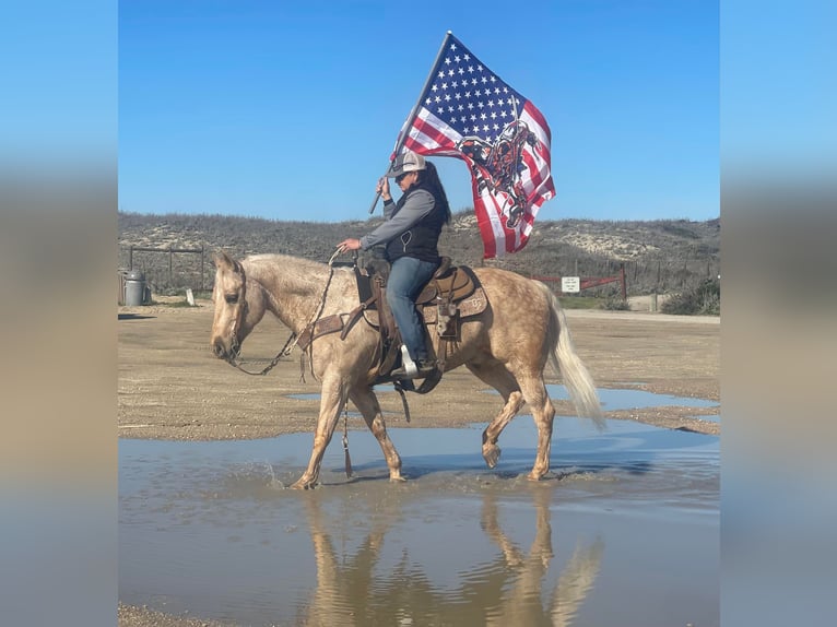 American Quarter Horse Gelding 11 years 15 hh Palomino in Paicines CA