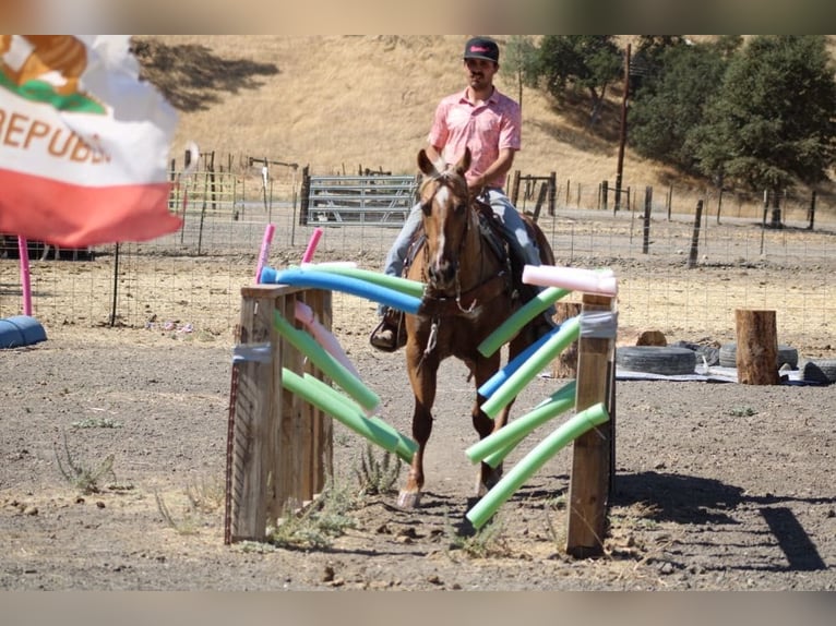 American Quarter Horse Gelding 11 years 15 hh Palomino in Paicines CA