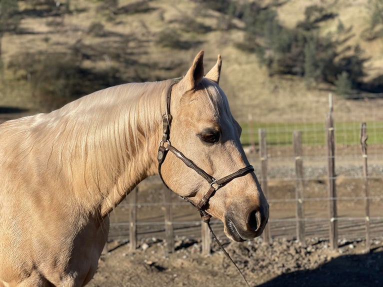 American Quarter Horse Gelding 11 years 15 hh Palomino in Paicines CA