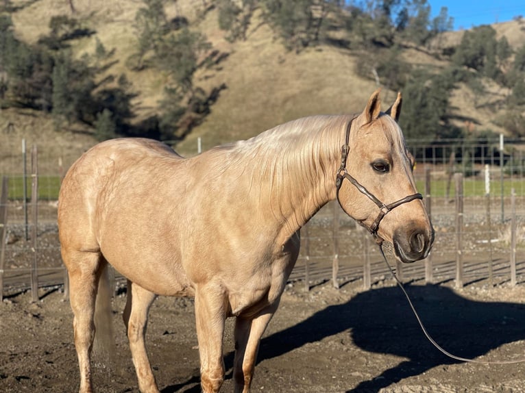 American Quarter Horse Gelding 11 years 15 hh Palomino in Paicines CA