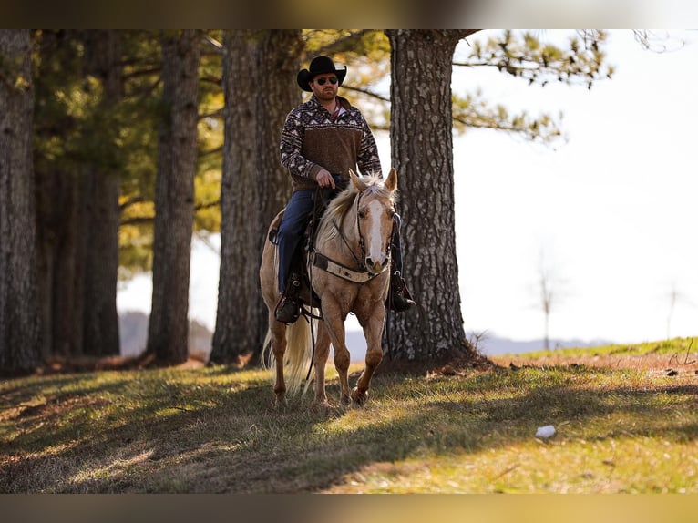 American Quarter Horse Gelding 11 years 15 hh Palomino in Santa Fe, TN