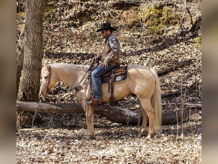 American Quarter Horse Gelding 11 years 15 hh Palomino in Santa Fe, TN