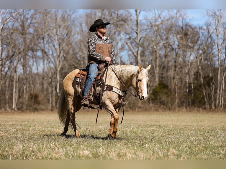 American Quarter Horse Gelding 11 years 15 hh Palomino in Santa Fe, TN