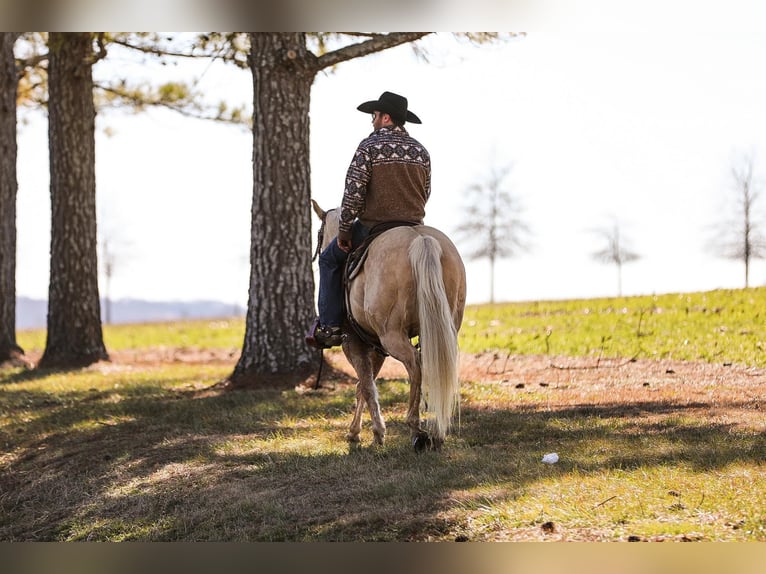 American Quarter Horse Gelding 11 years 15 hh Palomino in Santa Fe, TN