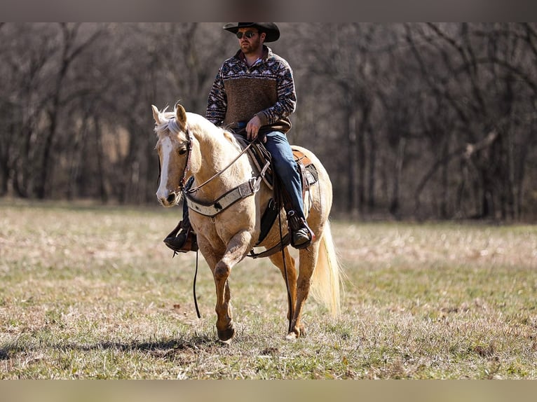 American Quarter Horse Gelding 11 years 15 hh Palomino in Santa Fe, TN