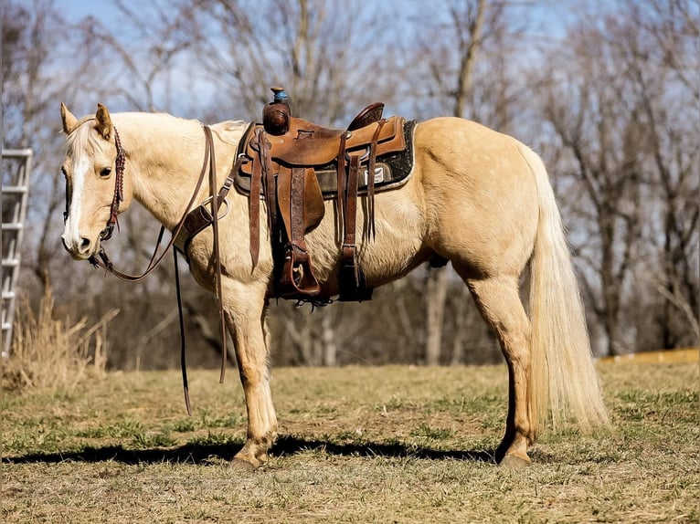 American Quarter Horse Gelding 11 years 15 hh Palomino in Santa Fe, TN