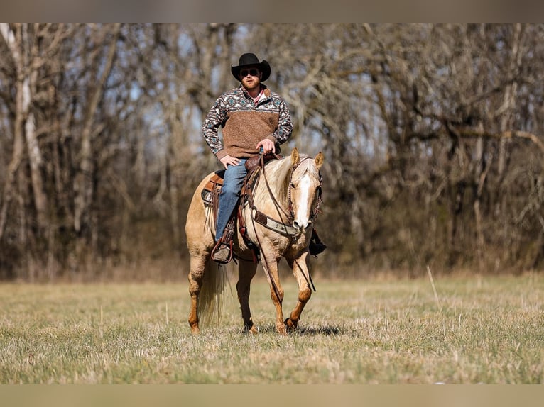 American Quarter Horse Gelding 11 years 15 hh Palomino in Santa Fe, TN